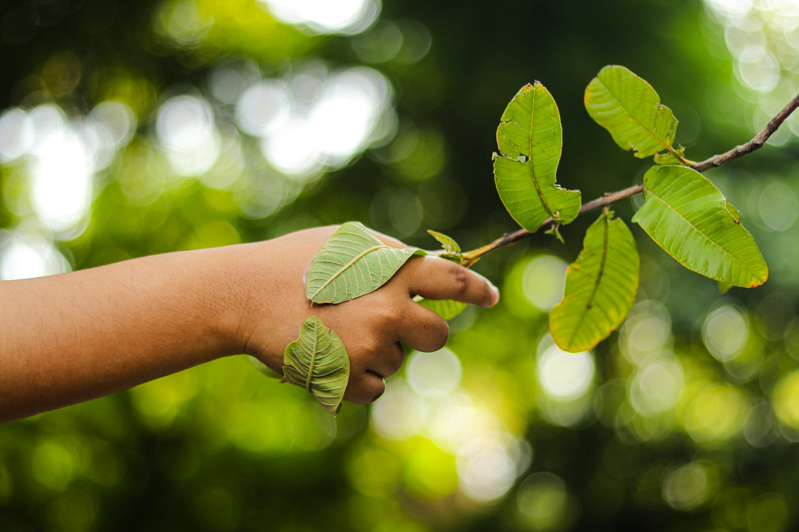 A hand gently grasps a leafy branch, with leaves also attached to the hand. The background is blurred green foliage, creating a serene, nature-themed scene, nature collaborations, organic approach and sustainability.