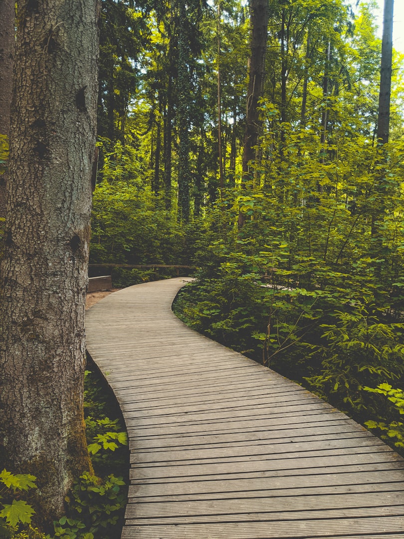 Curved wooden pathway winding through a lush, green forest. Tall trees and dense foliage create a serene, tranquil atmosphere in natural light.