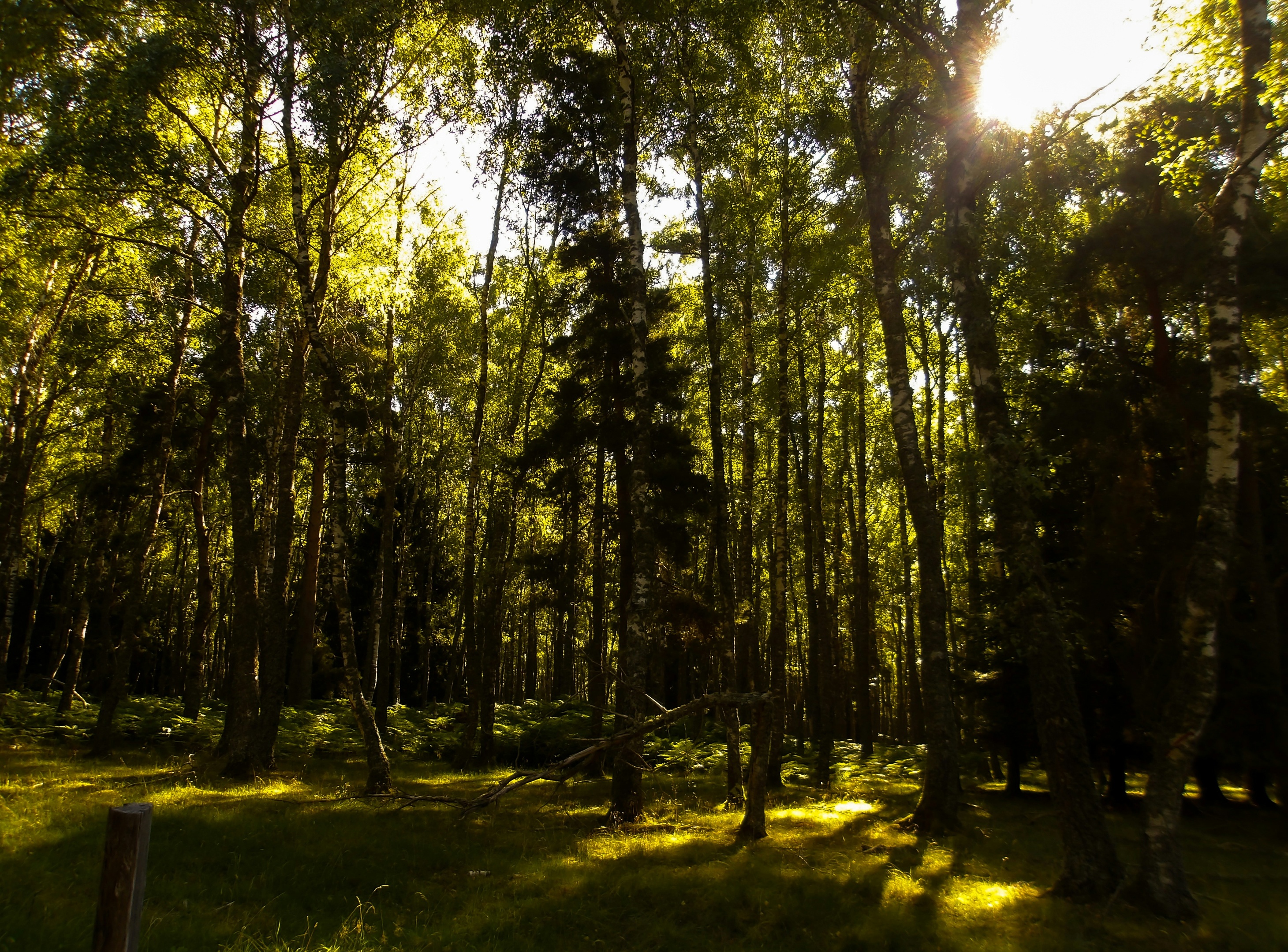 forest therapy in Šumadija, local experience and forest bathing in the heart of Serbia.