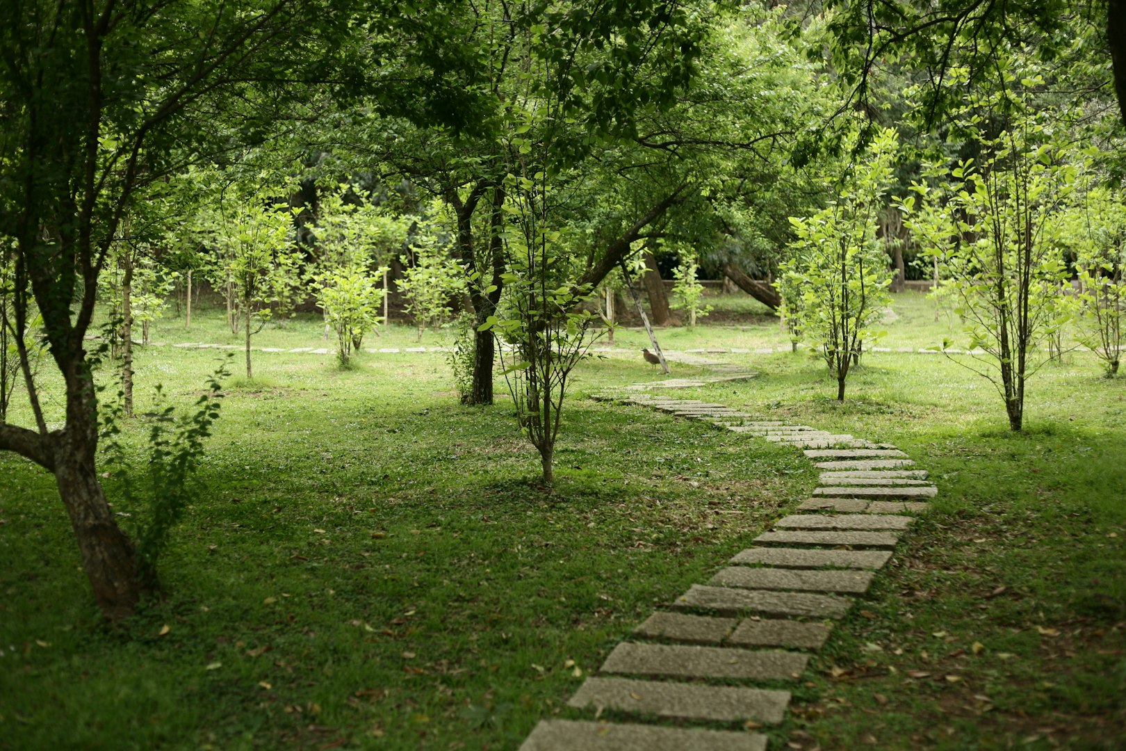 A serene garden scene with a winding stone path leading through lush green grass and trees. Sunlight filters through the leaves, creating a peaceful atmosphere.
