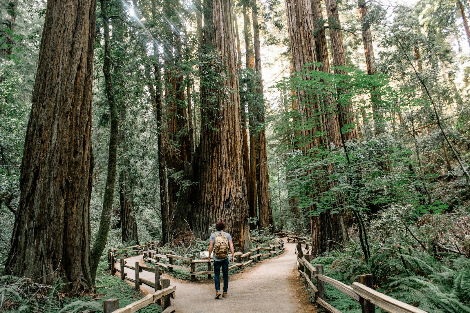 A person with a backpack walks along a path in a peaceful redwood forest. Sunlight filters through towering trees, creating a serene, natural atmosphere.